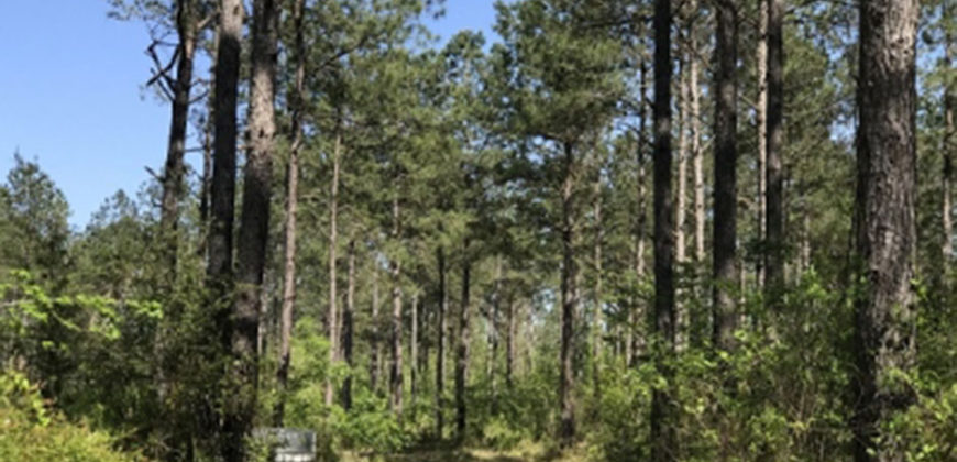 PEARL RIVER COUNTY, MS (317 acres)  SOLD