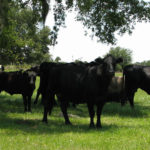 Client Testimonials – SPP Land